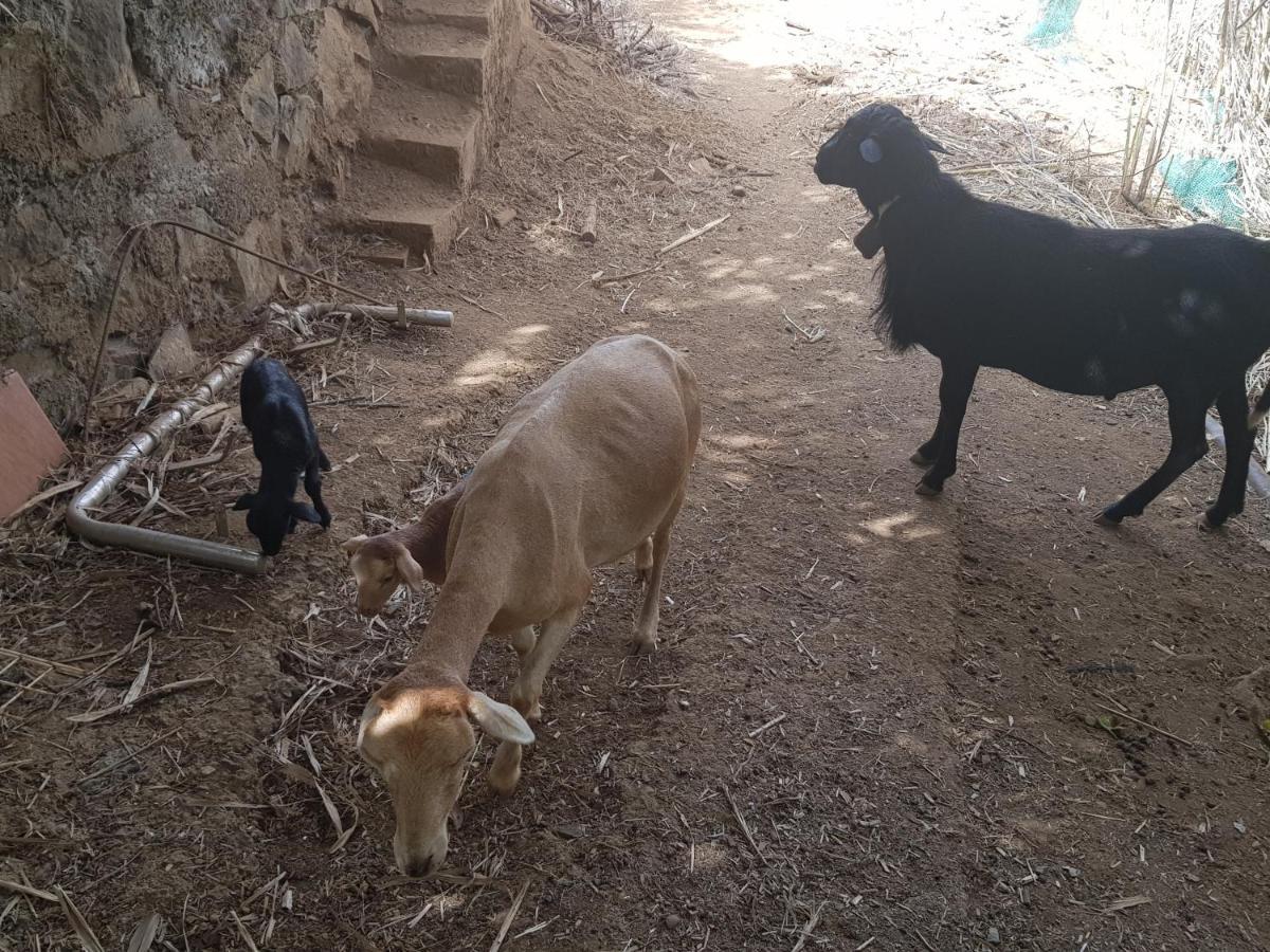 Finca Rural Torres Casas 1 Y 4 Bed & Breakfast 베가데산마테오 외부 사진