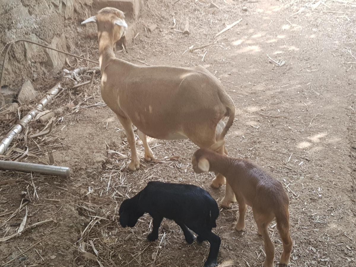 Finca Rural Torres Casas 1 Y 4 Bed & Breakfast 베가데산마테오 외부 사진